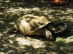 the turtle eats