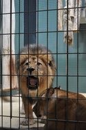 Caged Lion