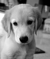 golden retriever puppy in black and white