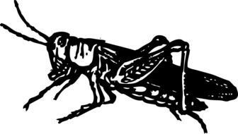 Black and white grasshopper drawing clipart