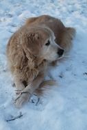 red Dog lays on Snow
