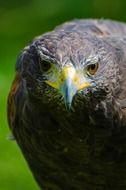 Colorful bird of prey with a sharp beak at blurred background