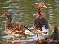 standing wild grey geese on a lake coast