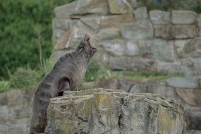 Sea lion on the stone
