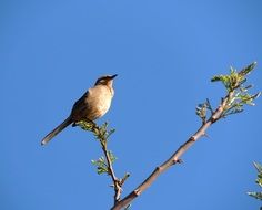 tit sits on a high branch