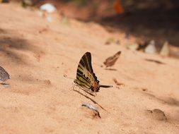 colorful butterflies on yellow sand