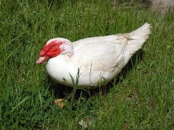 white duck in green grass close-up