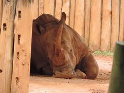 rhino is sleeping in the paddock