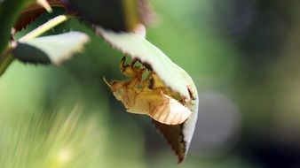 cicada moulting close-up on blurred background
