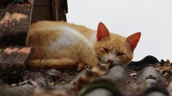 Sleeping yellow kitten