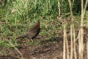 brown thrush in a natural environment