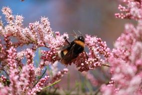 bee on a fluffy pink flower close-up on blurred background