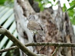 Wild bird in the forest