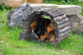 Colorful and cute guinea pig in the hiding place on the grass