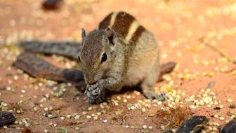 squirrel Indian Animal close-up on blurred background