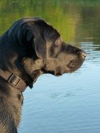 black labrador on the background of the lake