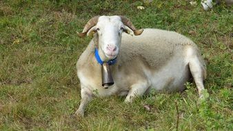 White sheep in nature