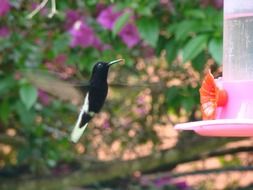 flying hummingbird