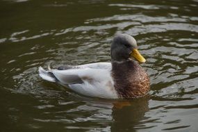 duck swims in a pond