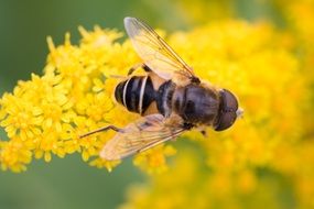 Bee on Yellow Flower macro