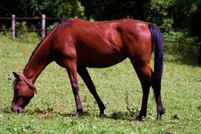 thoroughbred brown horse on a green pasture