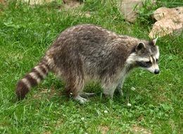 raccoon on green grass