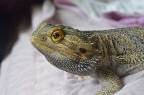 reptile in bed close-up