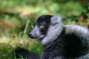 Wild Lemur on a blurred background