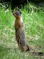picture of the Gopher in the wildlife