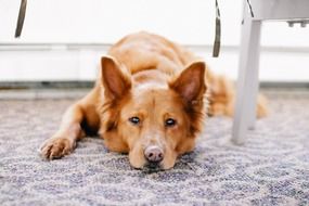the dog lies on the floor