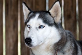 Husky near a wooden fence