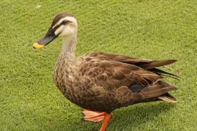 domestic Brown Duck on a lawn