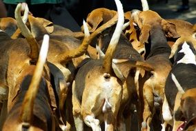 A lot of the beautiful colorful hunting dogs