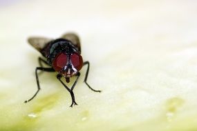 black fly with red eyes