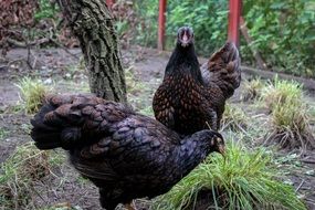 black chickens in the yard