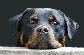 muzzle of rottweiler close up