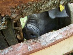 black pig's nose behind the fence close-up