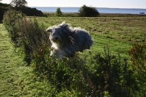 animal jump over an obstacle