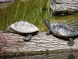 Couple of turtles in the pond