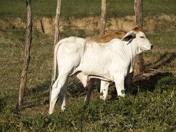 Cute and colorful Zebu Calves on pasture in Brazil in light