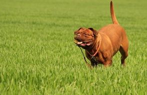 frolicking red mastiff