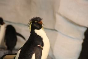 Rockhopper Penguin or Eudyptes chrysocome