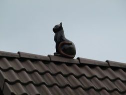 cat sits on top of the roof