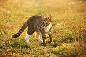 young tiger tom cat