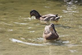 Duck Hybrid Bird in Pond scene