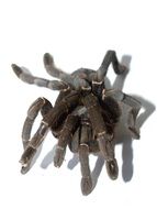 big tarantula on a white surface