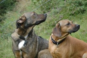 two thoroughbred dogs in profile