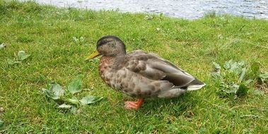 deliciously beautiful Bird Duck