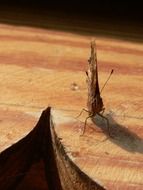 Closeup picture of Butterfly on the wood