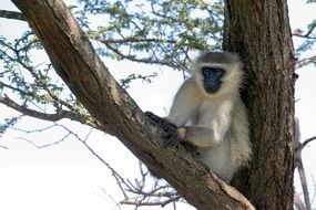 Vervet Monkey Monkey Animal